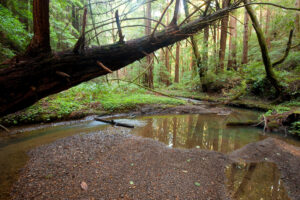 Photo of or from Butano State Park