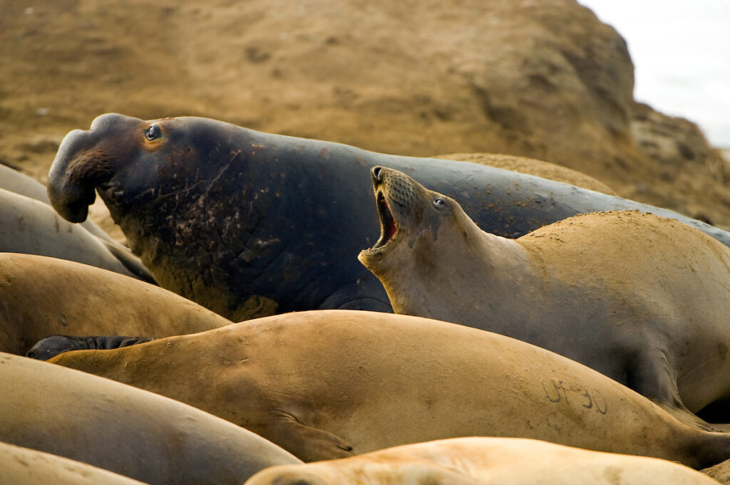 Photo of or from Año Nuevo State Park