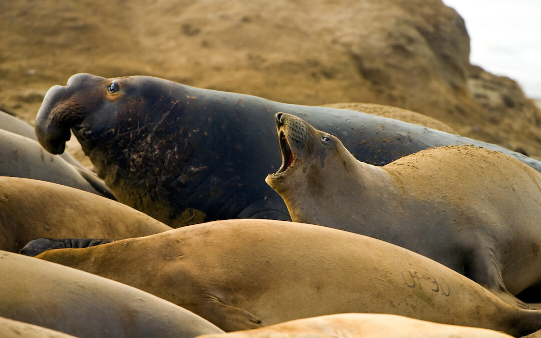 Photo of or from Año Nuevo State Park
