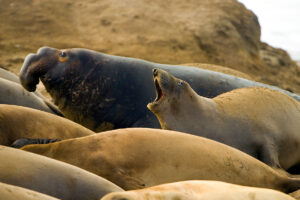 Photo of or from Año Nuevo State Park