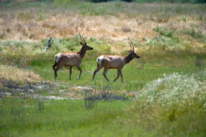 Photo of or from Tule Elk State Natural Reserve