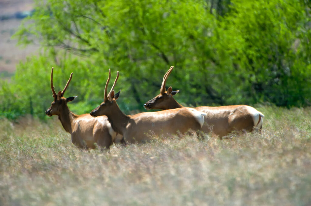 Photo of or from Tule Elk State Natural Reserve