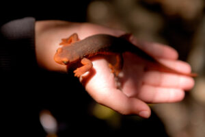 Photo of or from South Yuba River State Park
