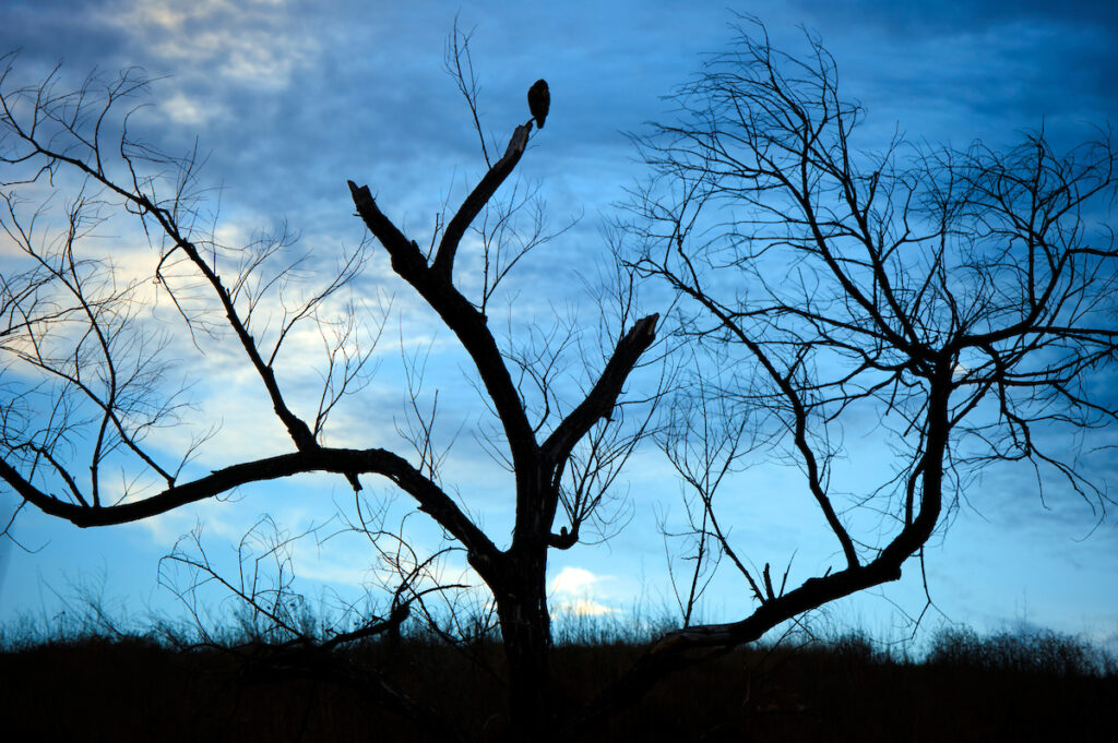 Photo of or from Chino Hills State Park