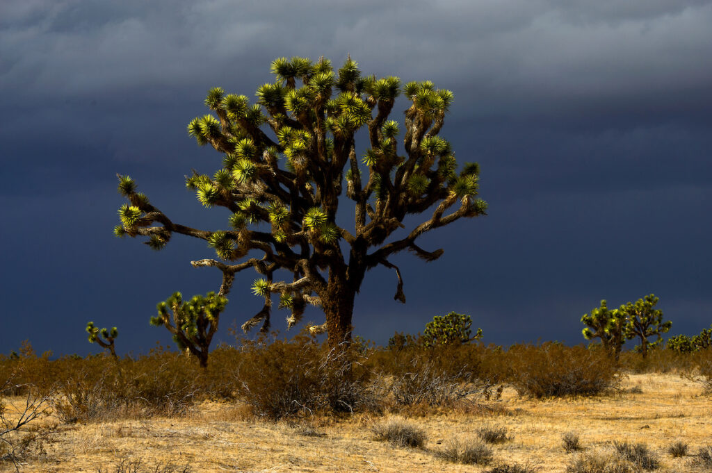 Photo of or from Saddleback Butte State Park
