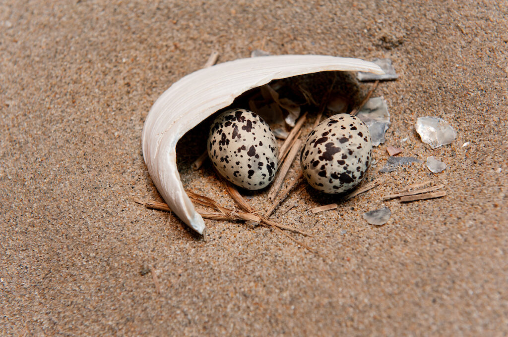 Photo of or from Bolsa Chica State Park
