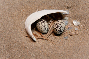 Photo of or from Bolsa Chica State Park
