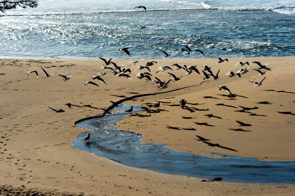 Photo of or from Gray Whale Cove State Beach