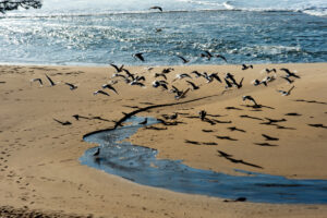 Photo of or from Gray Whale Cove State Beach