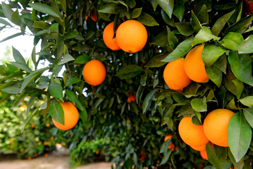 Photo of or from California Citrus State Historic Park