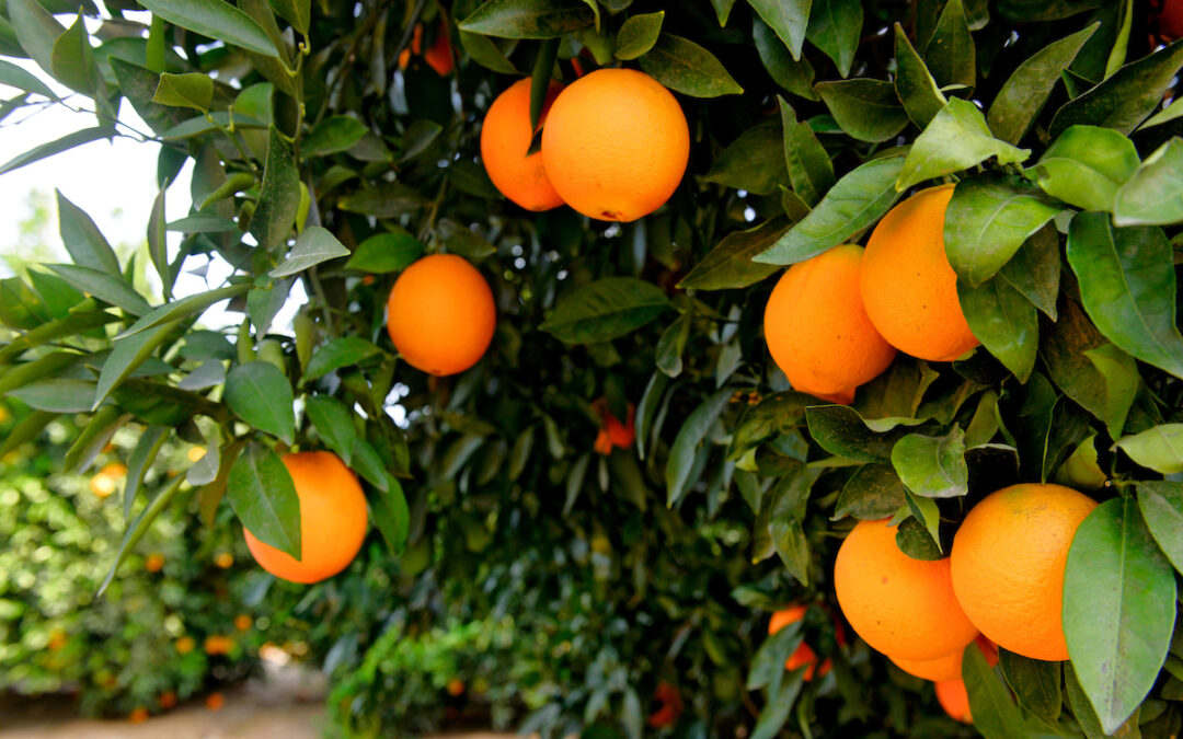 Photo of or from California Citrus State Historic Park