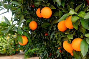Photo of or from California Citrus State Historic Park