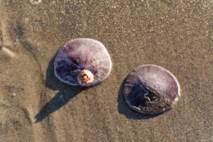 Photo of or from Silver Strand State Beach