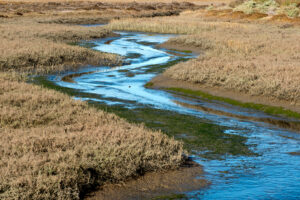 Photo of or from Tijuana Estuary