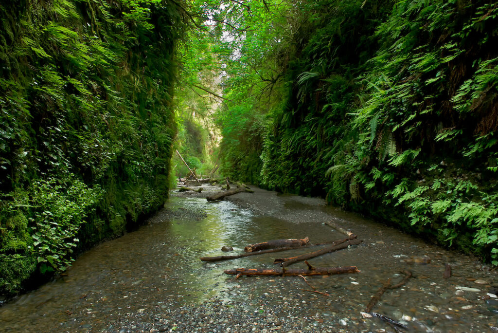 Photo of or from Prairie Creek Redwoods State Park