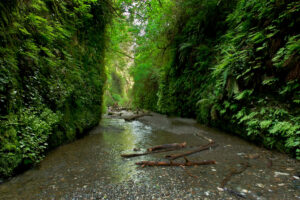 Photo of or from Prairie Creek Redwoods State Park