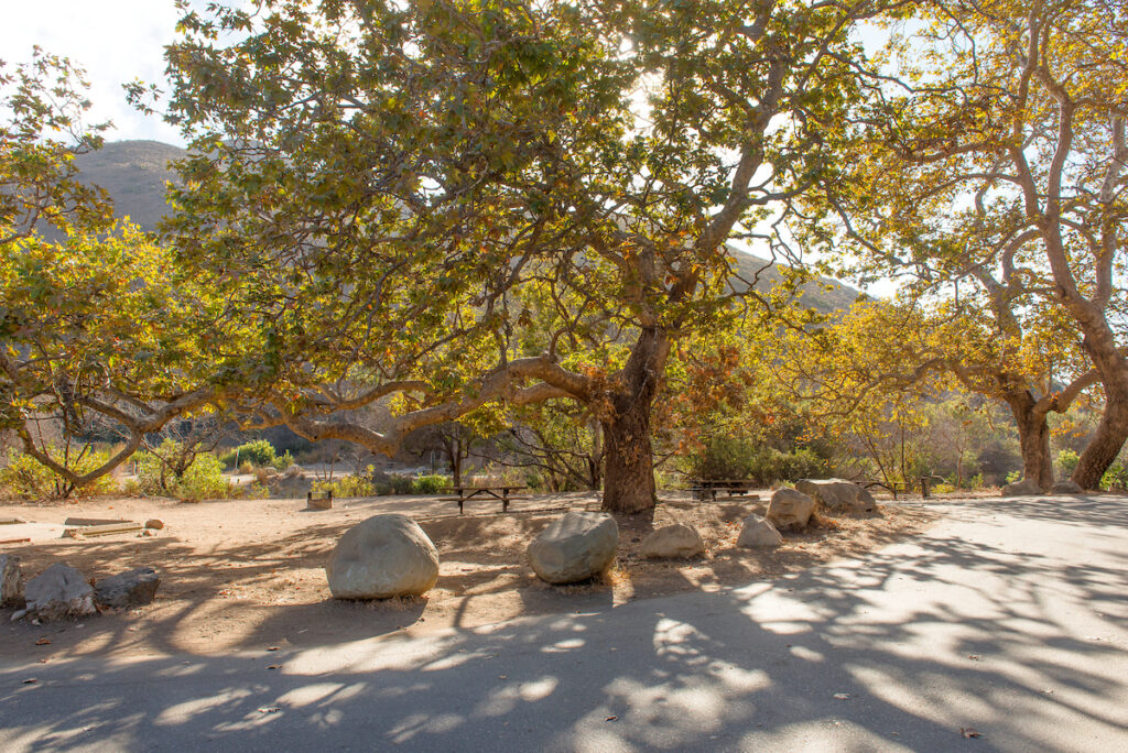 Photo of Point Mogu State Park Trees