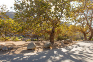 Photo of Point Mogu State Park Trees