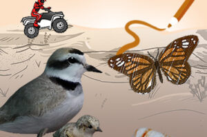 An image showing a range of coloring activities for the Quiver App and CA State Parks: A snowy plover, monarch butterfly, a rider on an ATV