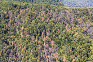 A landscape view of Mescal Ridge in Carmel showing signs of Sudden Oak Death