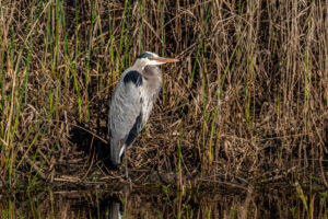 A great blue heron stands at the water's edge, surrounded by reeds