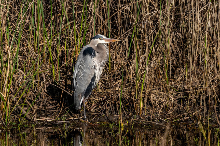 A great blue heron stands at the water's edge, surrounded by reeds