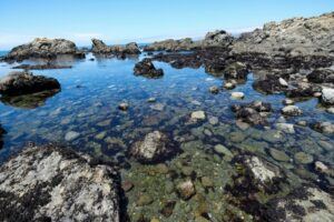 Tide pools at MacKerricher State Park