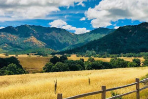 A view of Mitchell Canyon in Mount Diablo State Park. Golden grassy plains with green hills in the background and a blue sky with white clouds.