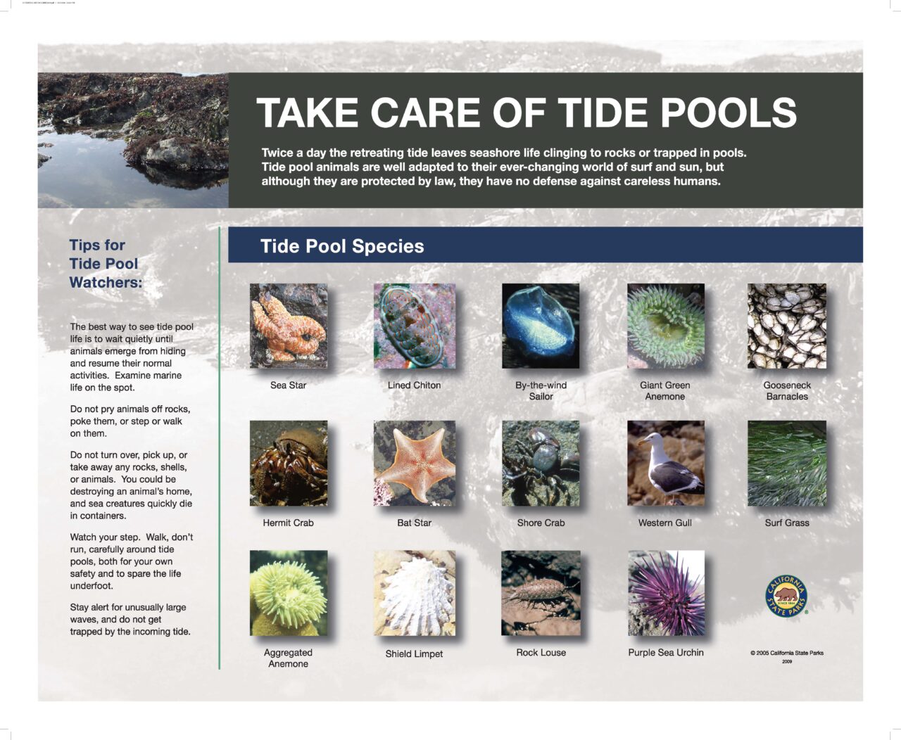 12 Tide Pools 32X40LOWRES2009
