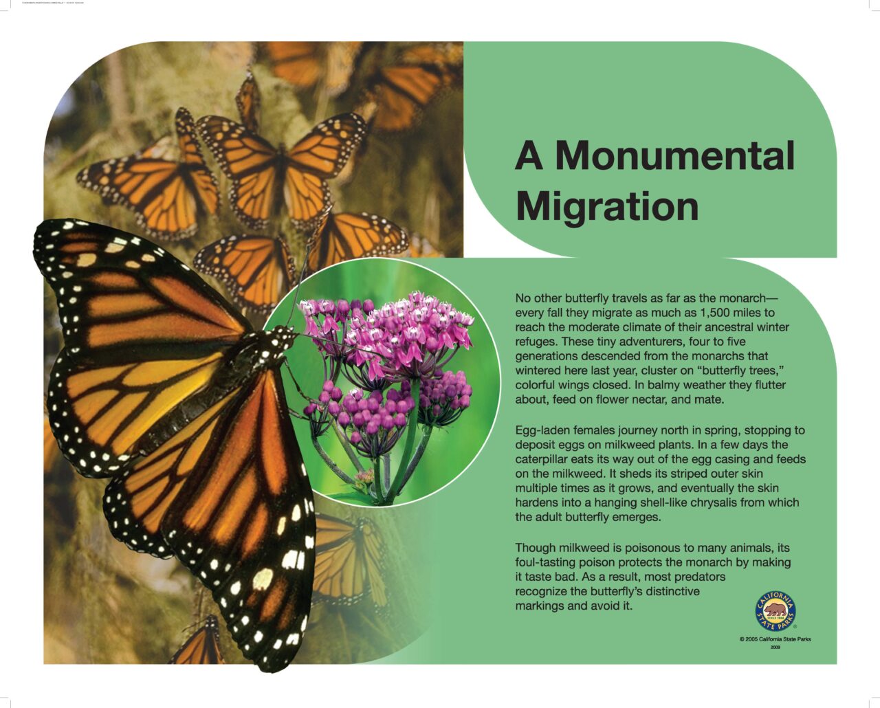 15 Monarchs 32X40 LOWRES2009