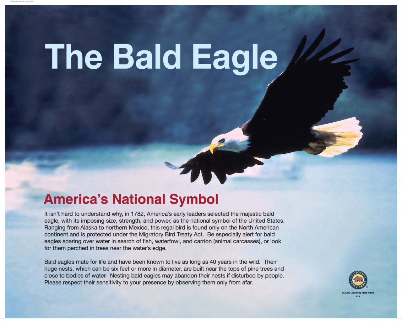 17 BALD EAGLE 32X40 LOWRES2009