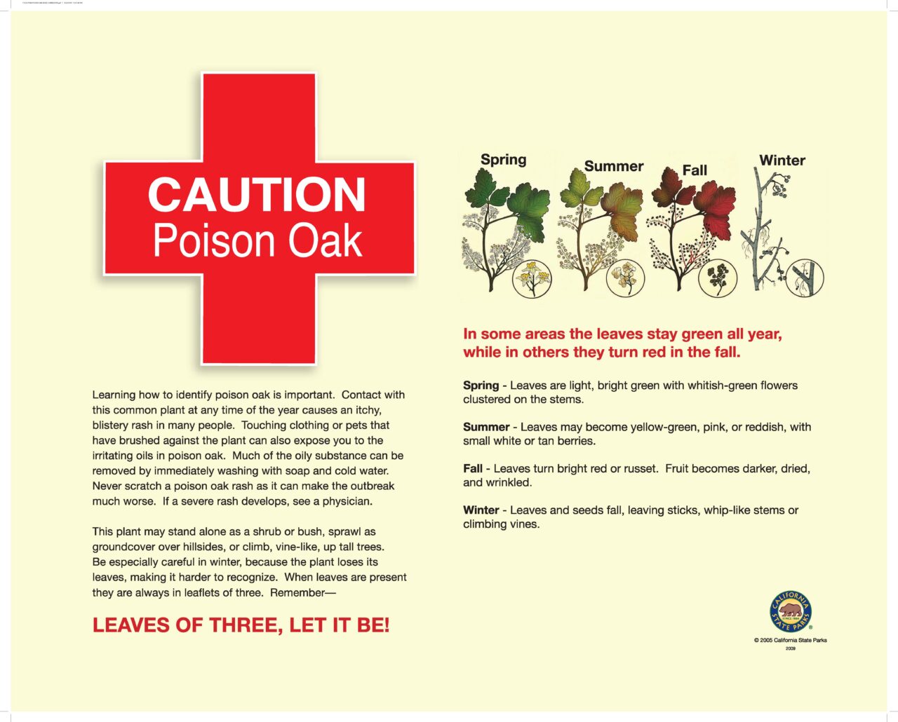 19 Poison Oak 32X40 LOWRES2009