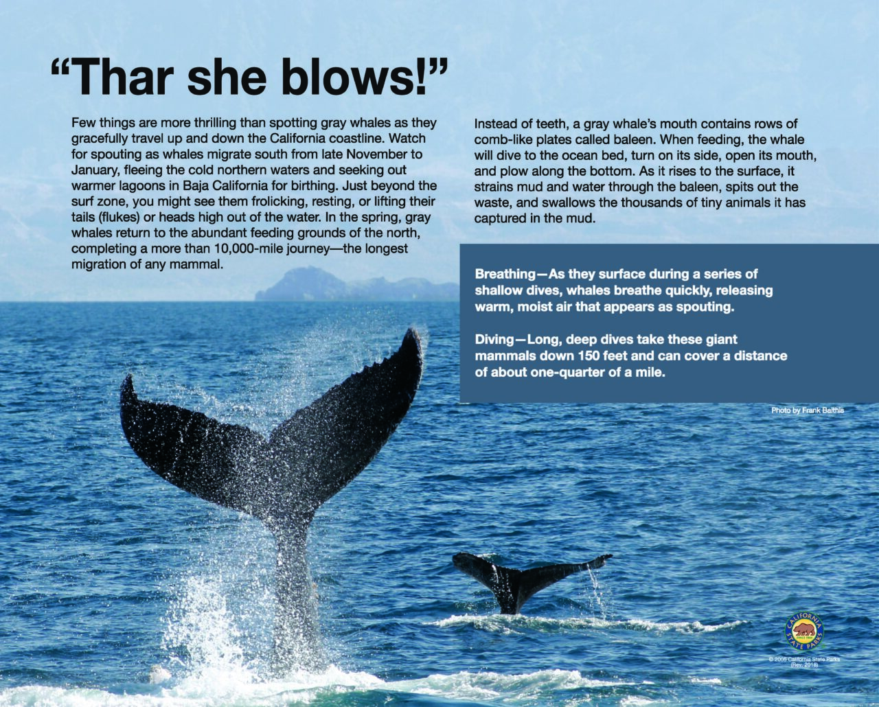 20 Whale Watching 32X40 FLAT2018