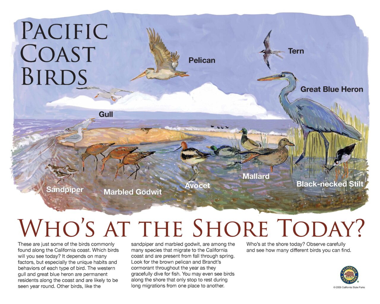 24 CoastalBirds32X40Low2018
