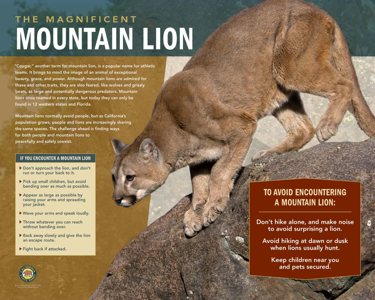 26 MountainLion32x40LowPANEL2019