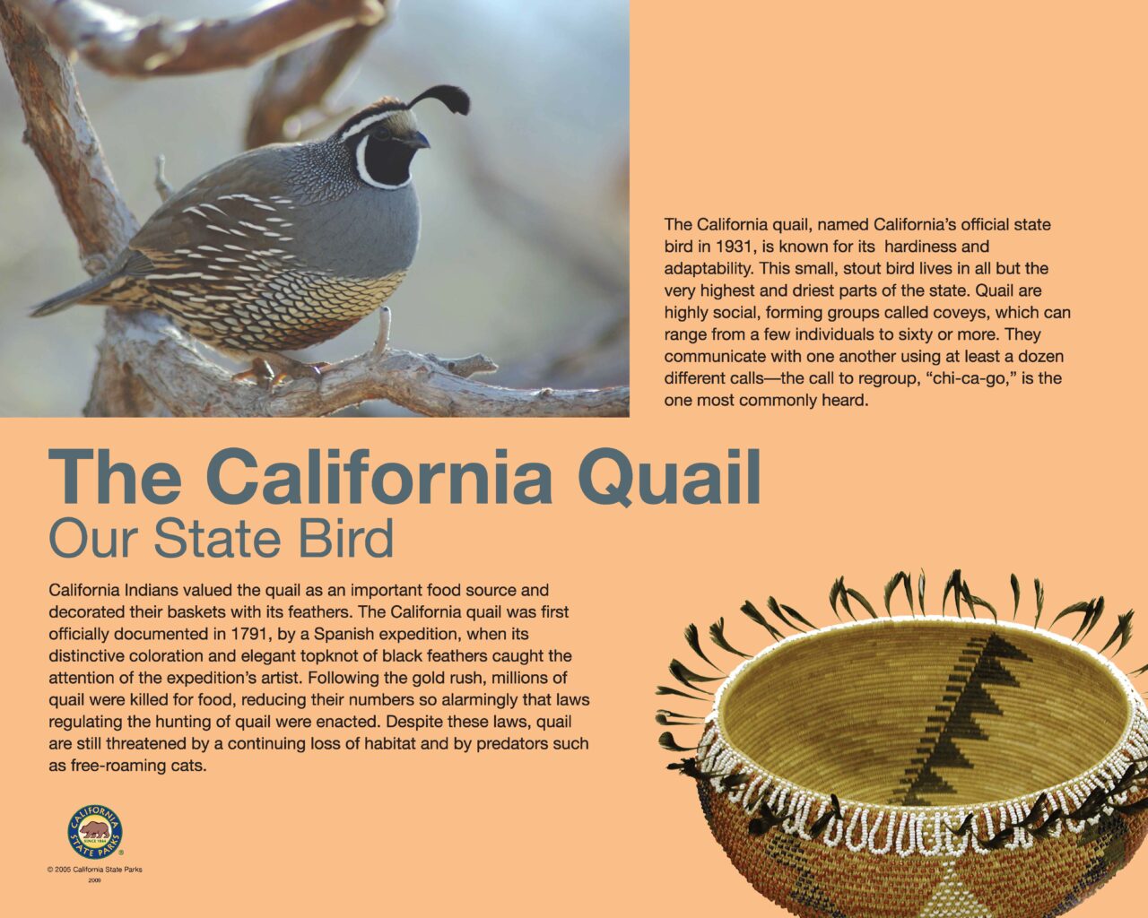 28 CALIFORNIA QUAIL 32×40 LOWRES2009