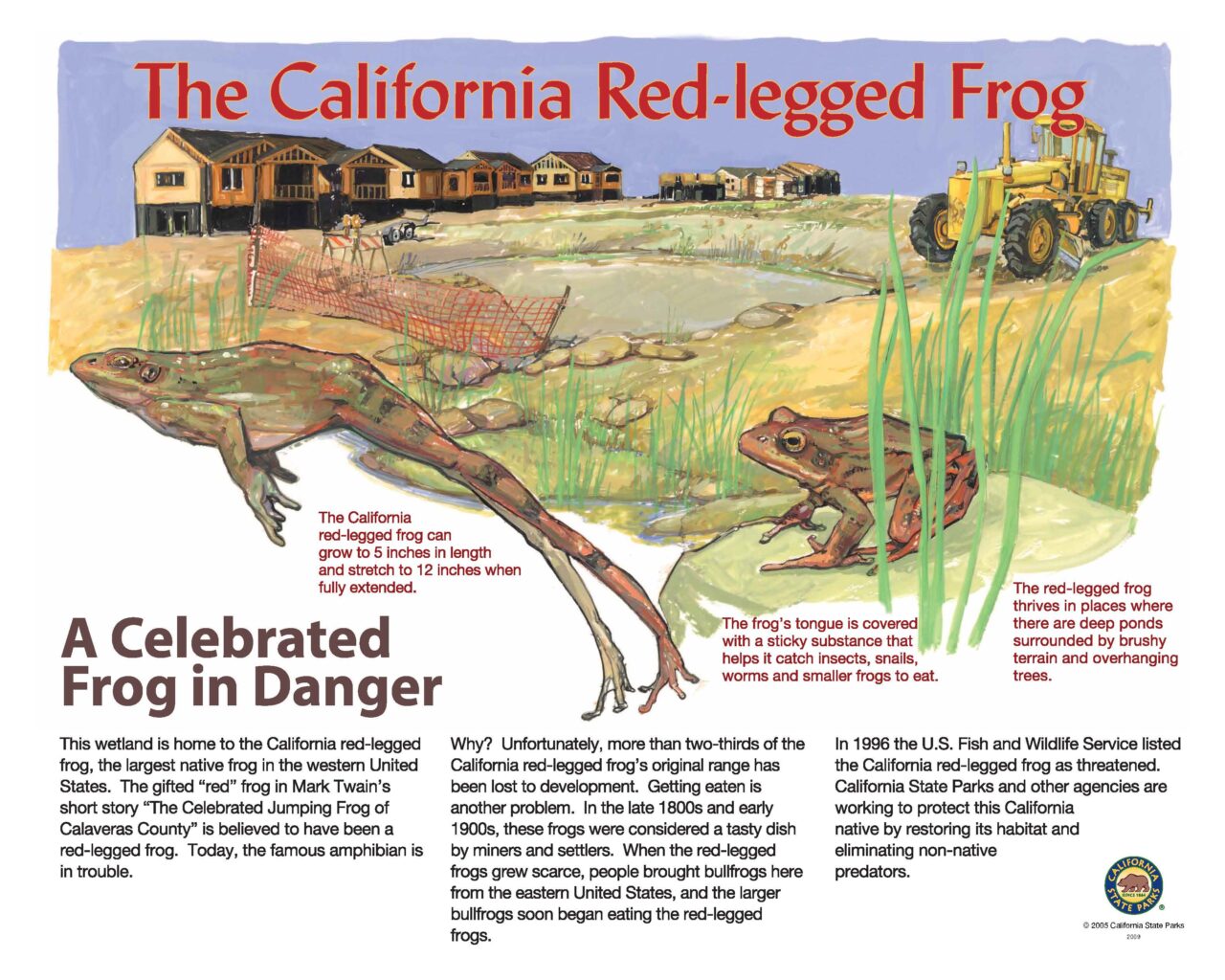 29 RED-LEGGED FROG 32X40 LOWRES2009