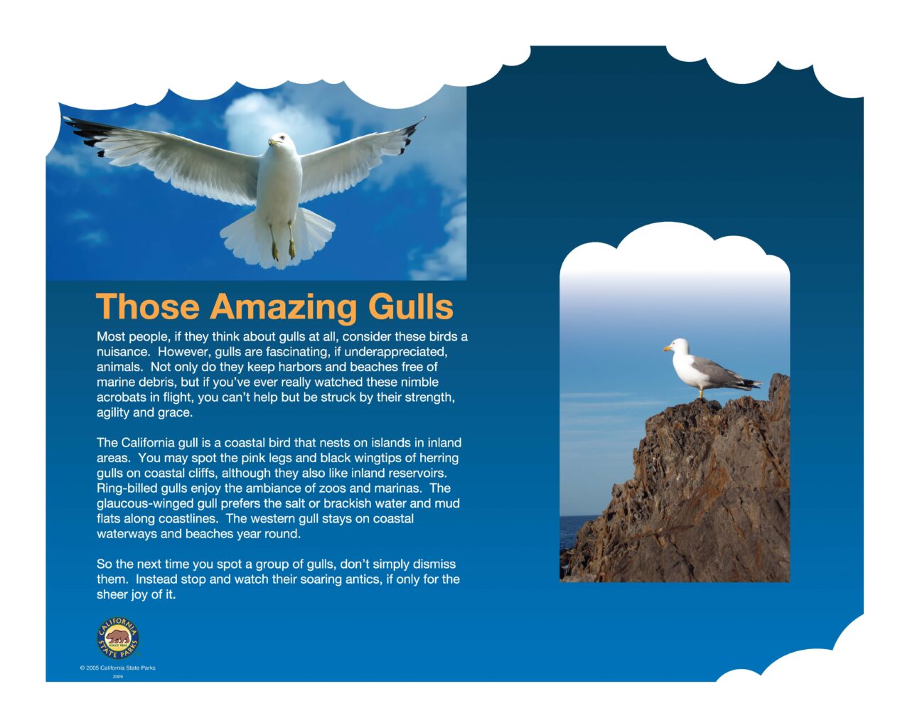 30 Gulls 32X40 LOWRES2009