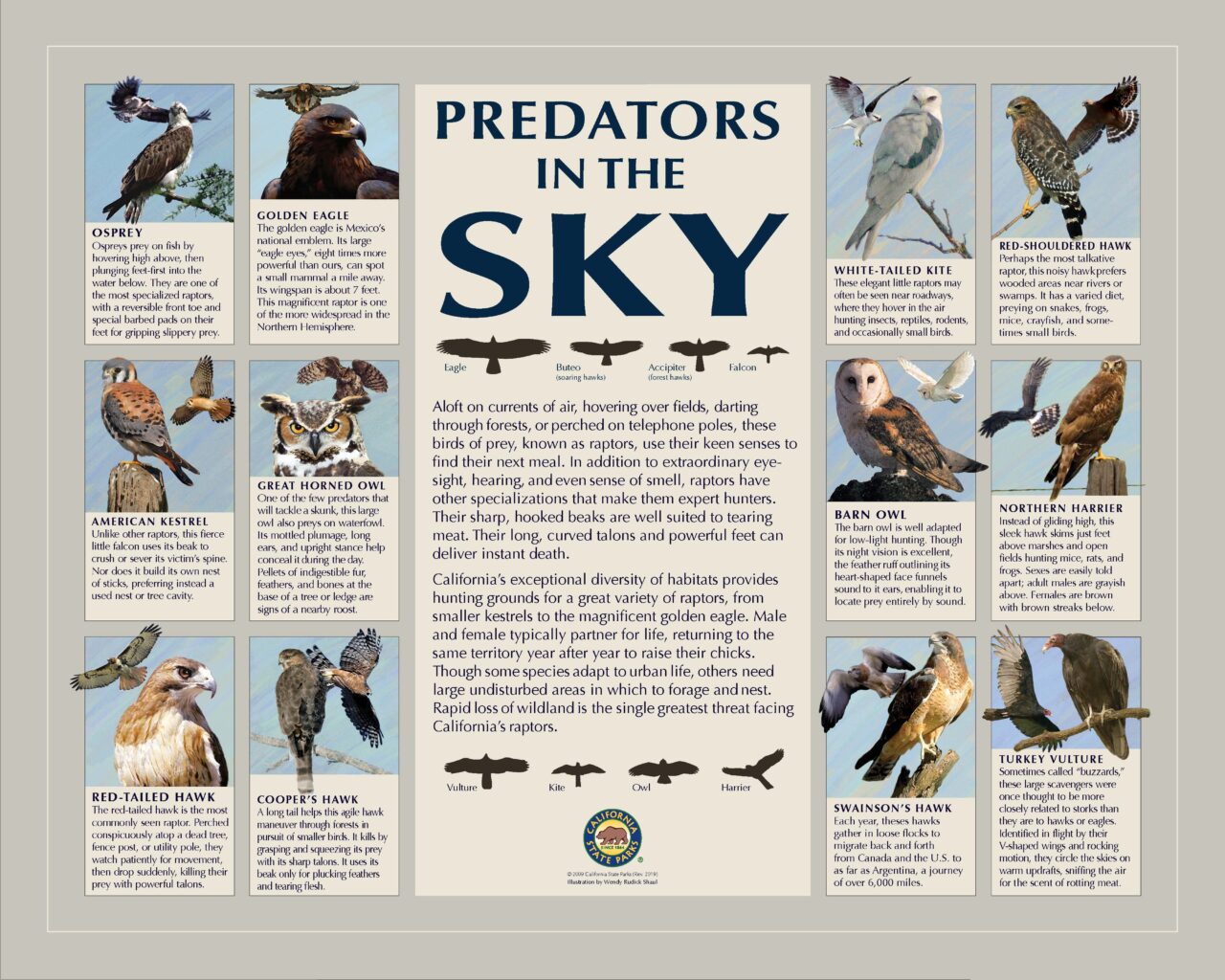 40 BIRDSOFPREY32X40LOW2019
