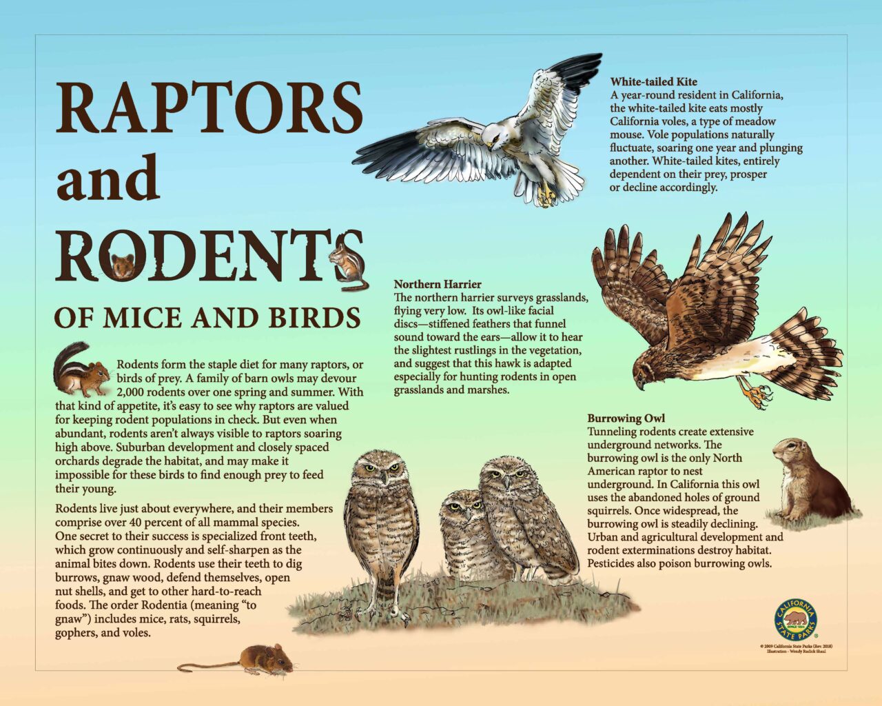 50RaptorsandRodents32X40LowRes2018