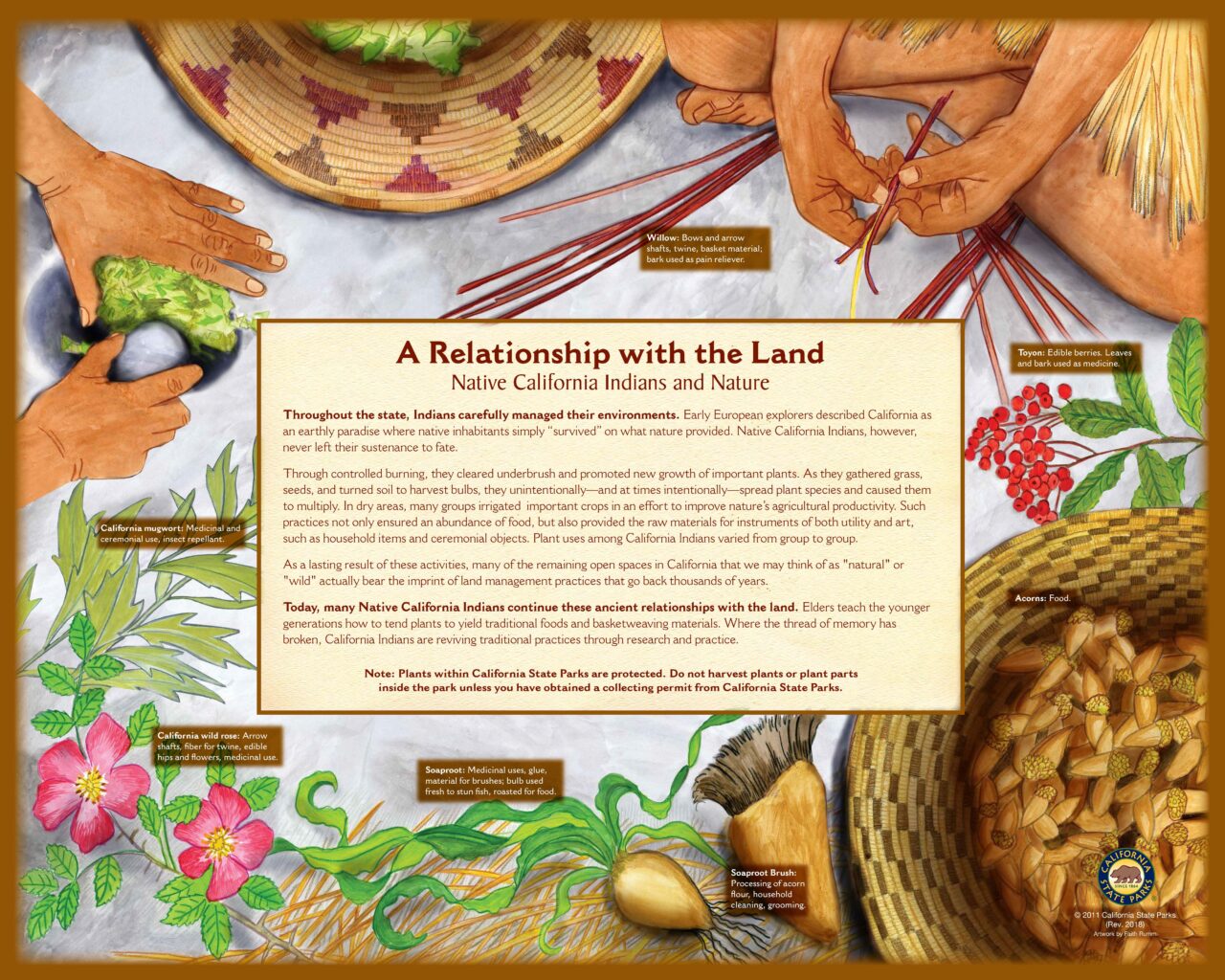 65 NativeCAIndiansNativePlants32x40Low2018