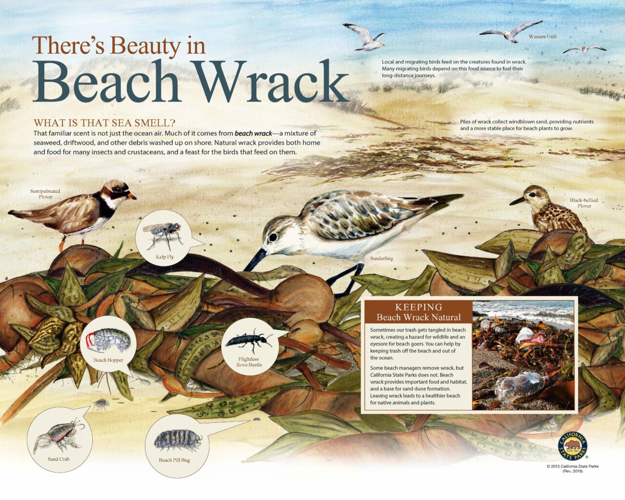 68BeachWrack32x40Low2018