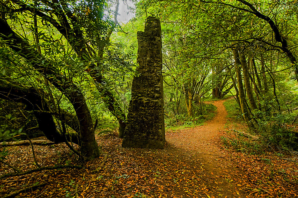 Samuel P Taylor State Park