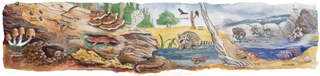 A painted illustration showing various natural "recyclers": inky cap mushroom, bark beetle, ensatina salamander, termite, carpenter ant, bacteria, earthworm, vulture, tree snag, raccoon, hermit crab, clam, sea urchin. Illustration done by J. Maddox