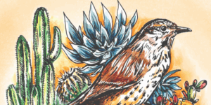 Illustration of a cactus wren with various cacti and succulents