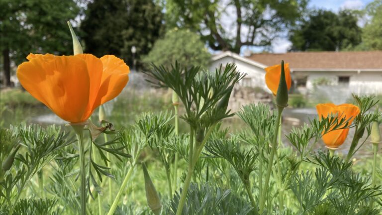 California poppies, with a building and pond in the background
