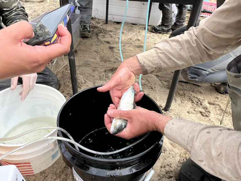 Close up photograph of the hands of a California State Parks Environmental Scientists holding a fish over a bucket on the beach as part of a steelhead survey at Pescadero Creek, Pescadero Marsh Natural Preserve