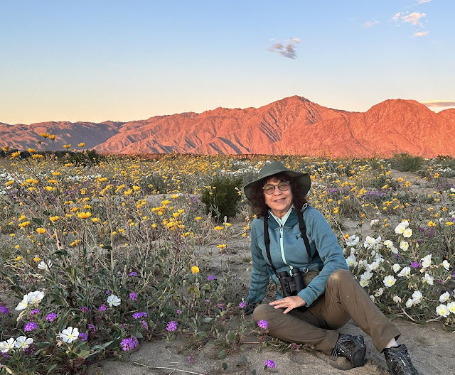 Providence Mountains 002 An environmental scientist sits on the ground, in the middle of wildflowers and red mountains in the background