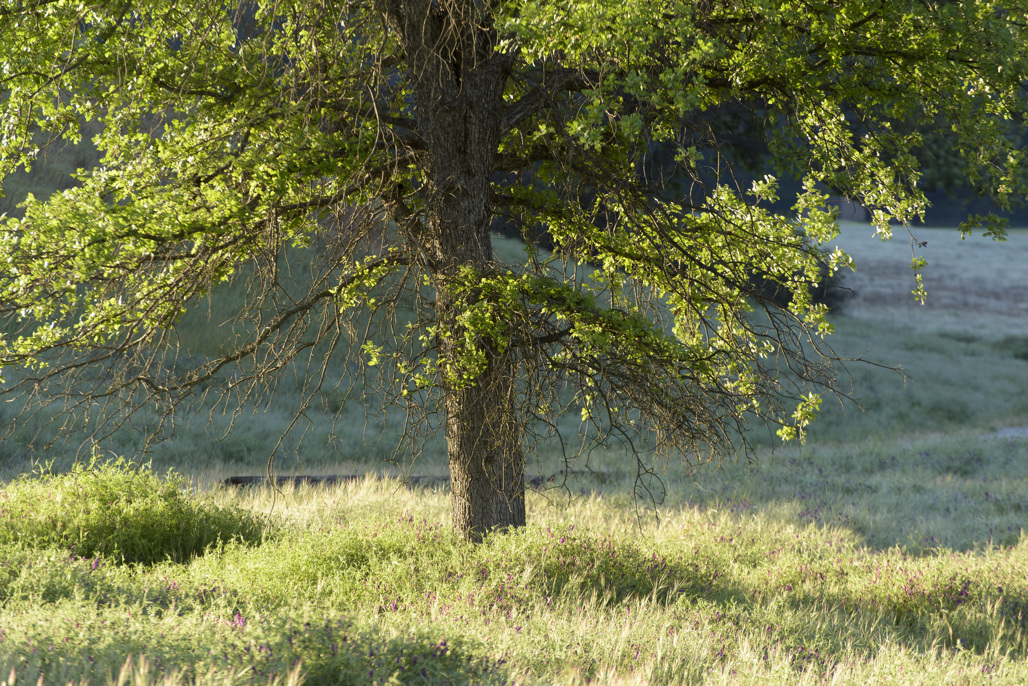 A tree in the middle of a field of grasses and wildflowers at Malibu Creek State Park