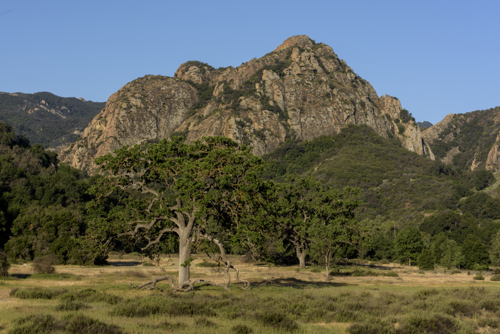 A scenic view of Malibu Creek State Park featuring rugged, rocky mountains in the background and a grassy meadow with oak trees in the foreground under a clear blue sky.